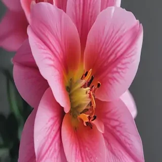flower phone wallpaper