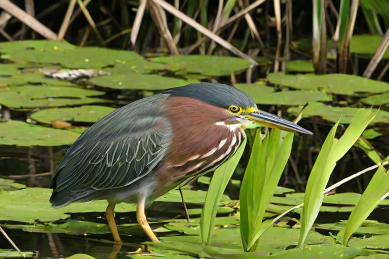 green heron