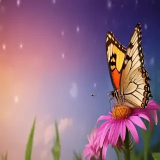 butterfly desktop backgrounds wallpapers