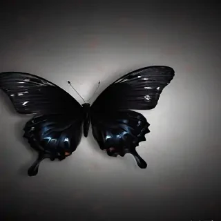 black butterfly wallpaper