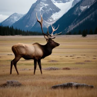 elk background