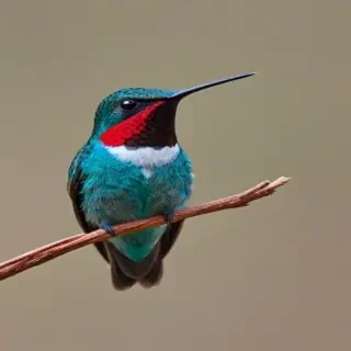 bee hummingbird
