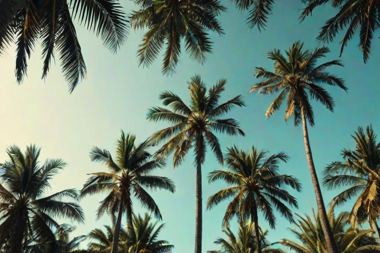 palm trees background