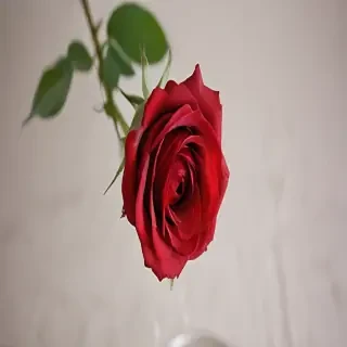 image of a red rose