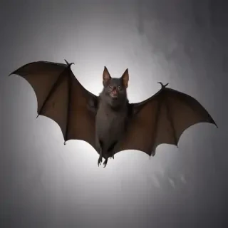 images of halloween bats
