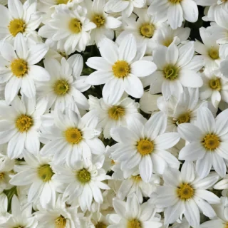 white flowers wallpaper iphone