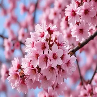 high resolution cherry blossom wallpaper