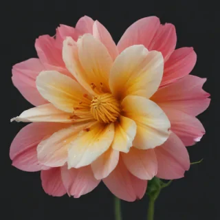 real flower png