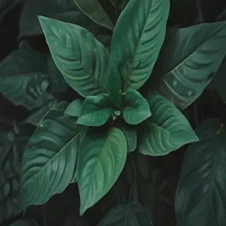 plant iphone wallpaper