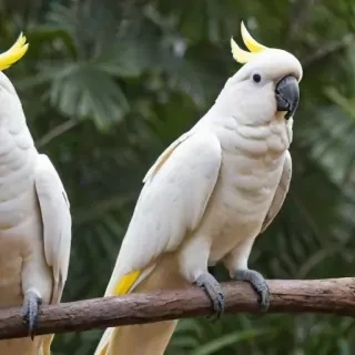 cockatoo