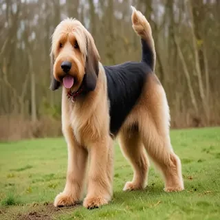 otterhound dog breed