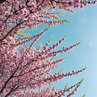 springtime iphone wallpaper