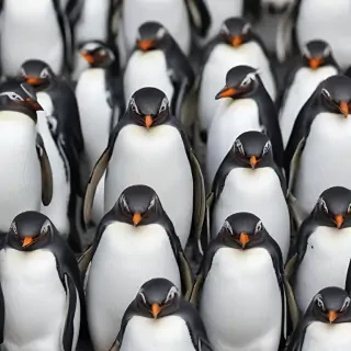 penguin backgrounds