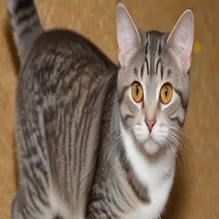american wirehair cat breed