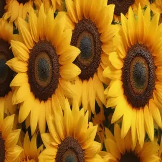 aesthetic sunflower background