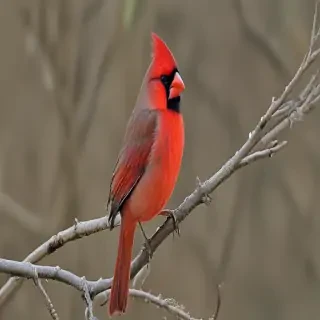 cardinal bird
