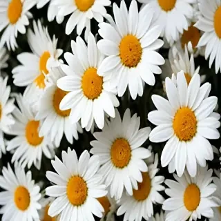 daisy background wallpaper