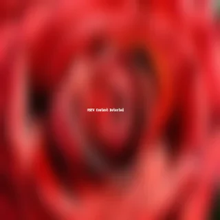 red rose background