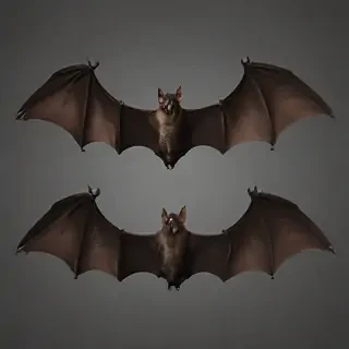 bat wings png