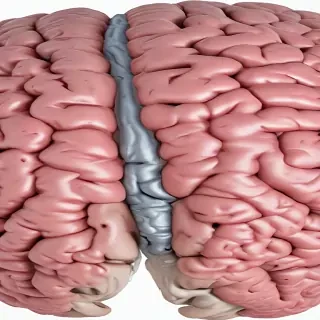brain png