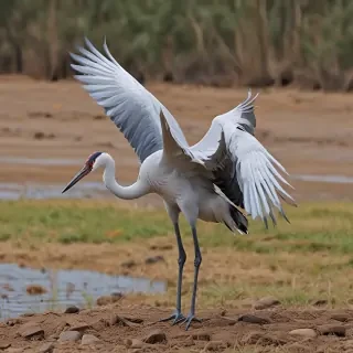 crane bird
