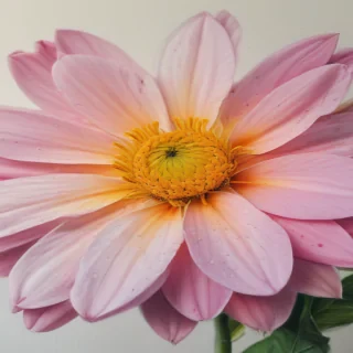 flower color drawings