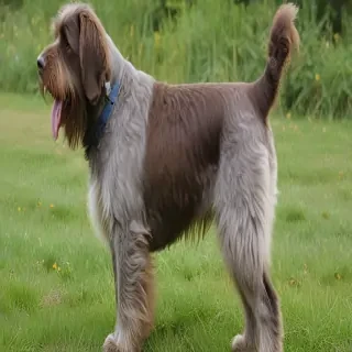wirehaired pointing griffon