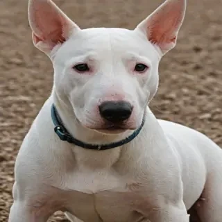 bull terrier dog breed