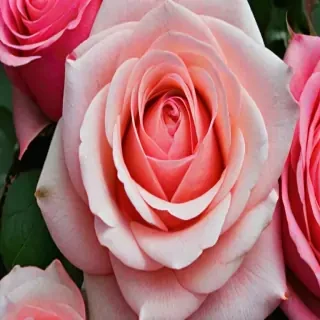 wallpaper iphone rose