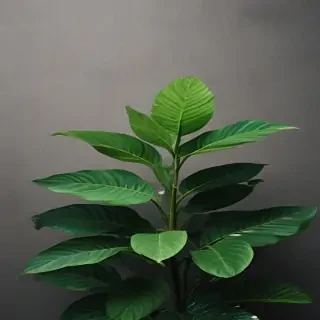 plant wallpaper iphone