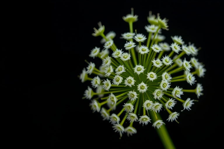 macro shot of a dill flower cluster against a black background, using a DSLR camera with a 100mm f/2.8 macro lens, aperture f/8, shutter speed 1/200s, ISO 200, and natural lighting for enhanced detail and color vibrancy