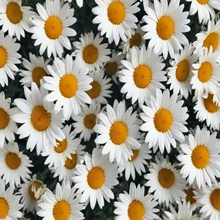 aesthetic daisy wallpaper