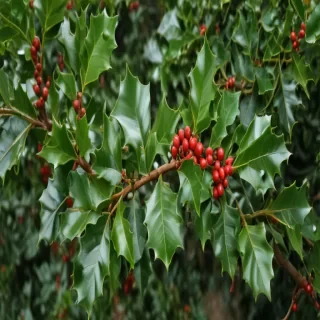 holly picture