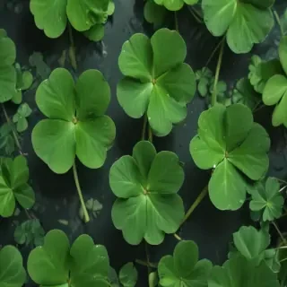 4 leaf clover