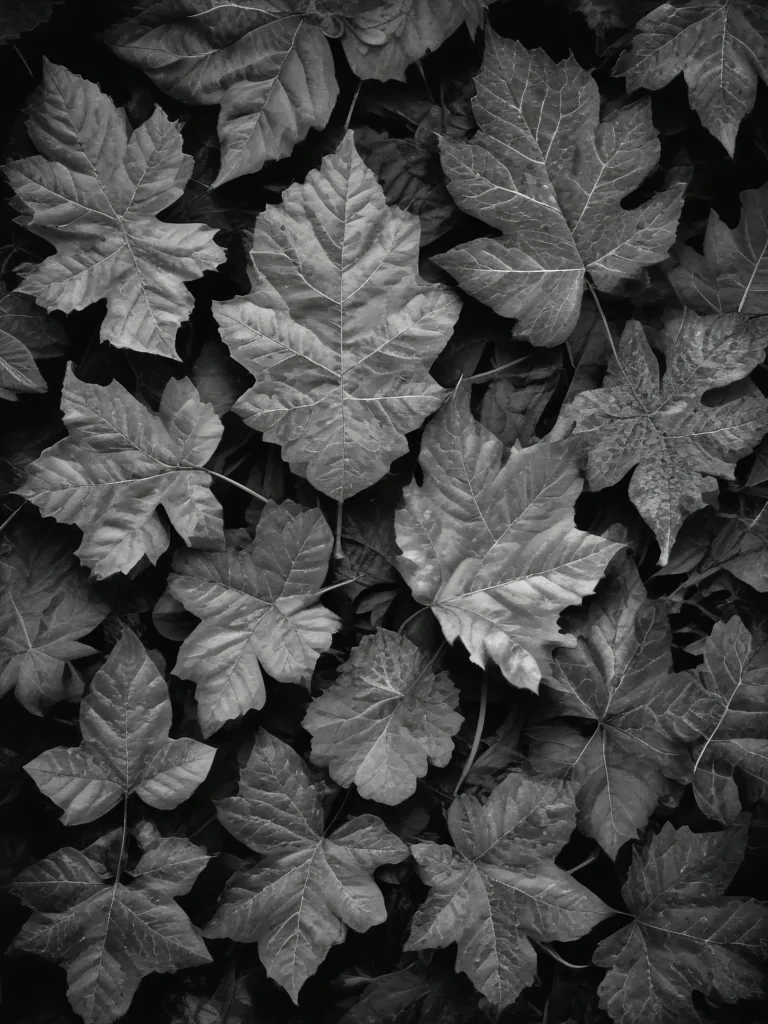leaves black and white