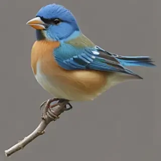 bird transparent