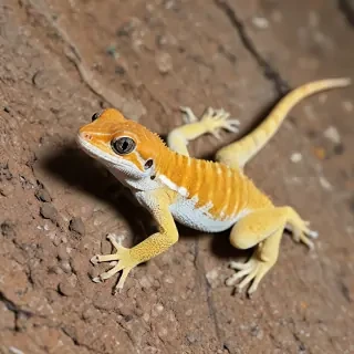 gecko lizard