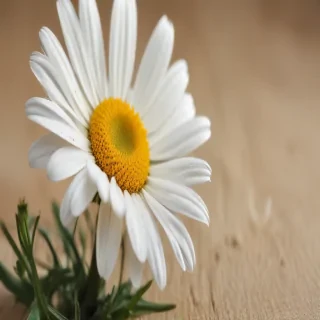 iphone daisy wallpaper