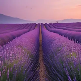 aesthetic lavender wallpaper