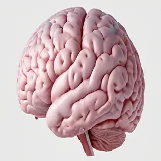 brain png
