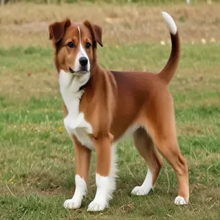 turkish vankedisi breed