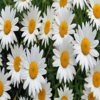 wallpaper daisy flower