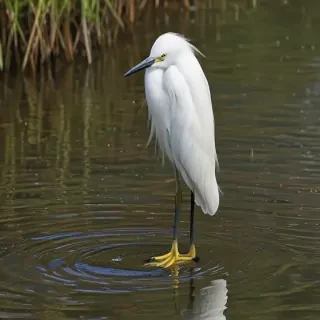 snowy egret