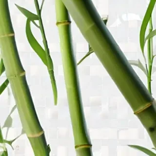 bamboo png