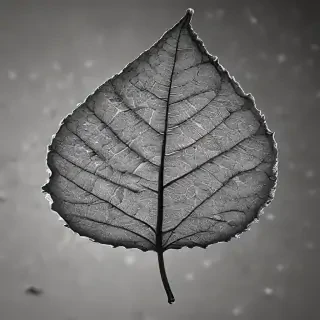 leaf in black and white