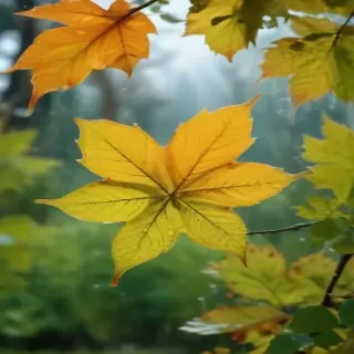 leaves transparent