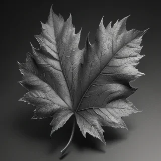 black and white clipart leaf
