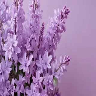 lilac aesthetic