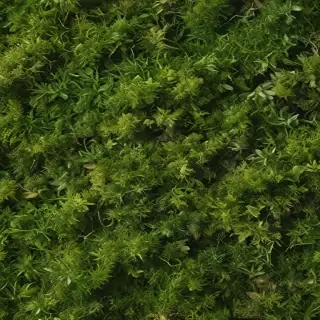 moss png
