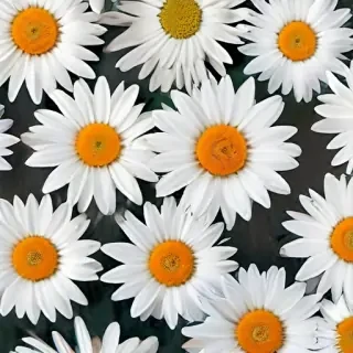 daisy wallpaper iphone
